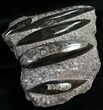 Polished Orthoceras (Cephalopod) Plate - #12112-1